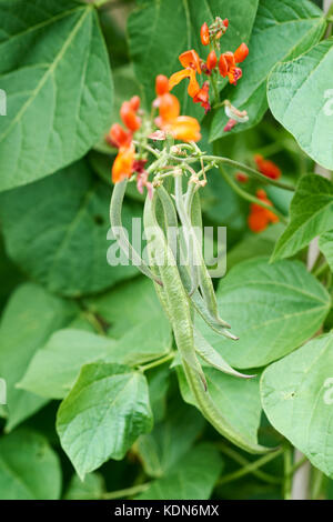 Runner Bean plants, Enorma, with green beans and red flowers growing up bamboo canes in a vegetable garden, UK. Stock Photo