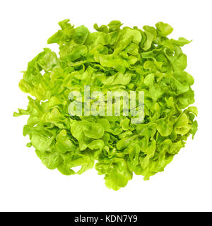 Green oak leaf lettuce from above isolated over white. Also called oakleaf, a variety of Lactuca sativa. Green butter lettuce. Photo. Stock Photo