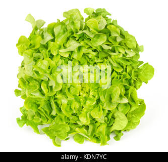 Green oak leaf lettuce front view isolated over white. Also called oakleaf, a variety of Lactuca sativa. Green butter lettuce. Photo. Stock Photo