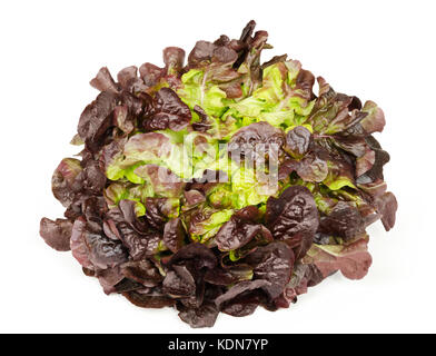 Red oak leaf lettuce front view isolated over white. Also called oakleaf, a variety of Lactuca sativa. Red butter lettuce with distinctly lobed leaves Stock Photo