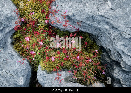 Herb Robert wildflowers in Karst limestone. The Burren, County Clare, Ireland Stock Photo