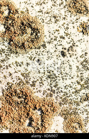 Moss growing on old wooden surface Stock Photo