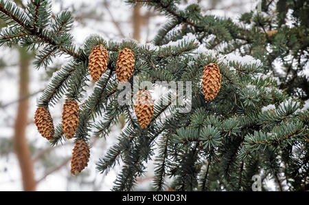 Branches of the spruce and cones, covered with fluffy white snow. Stock Photo