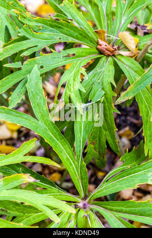 Syneilesis aconitifolia, shredded umbrella plant in autumn Stock Photo
