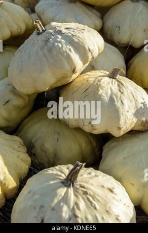 Close-up view of dozens of freshly picked, unwashed pattypan squashes stacked outdoors in the sunset light. Stock Photo