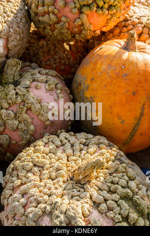 Close-up view of freshly picked, unwashed squashes stacked outdoors in the sunset light. Stock Photo