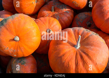 Close-up view of dozens of freshly picked, unwashed pumpkins stacked outdoors in the sunset light. Stock Photo