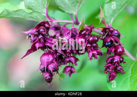 Leycesteria formosa ' Purple Rain ', Himalayan honeysuckle, close up Stock Photo