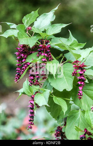 Leycesteria formosa ' Purple Rain ', Himalayan honeysuckle Stock Photo
