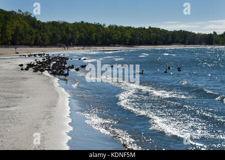 Flocks of Canada Geese on sand beach of Outlet Beach of Sandbanks Provincial Park in Prince Edward County at Athol Bay Lake Ontario Stock Photo