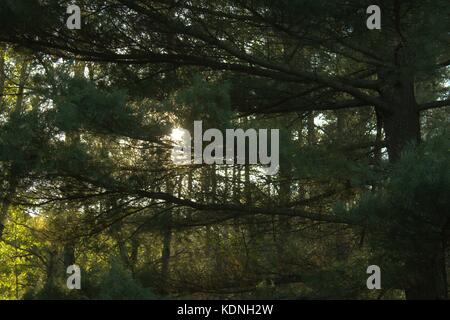 Sun Setting Through A Big White Pine in Autumn Stock Photo