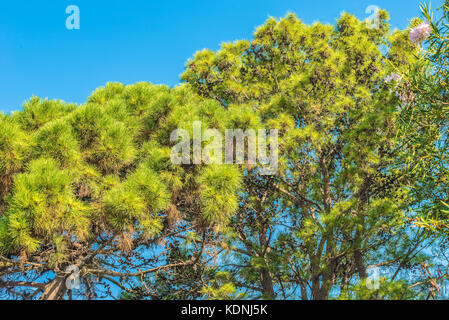 Branches of pine trees in Montenegro near the sea. Stock Photo