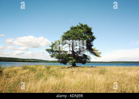 Kenozero lake coast. Lone standing pine-tree on a shore. Aged photo. Kenozersky National Park (UNESCO Biosphere Reserve), Russia. Stock Photo