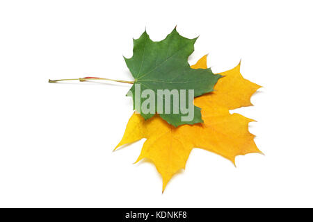 Vibrant maple leaves in various colors of fall isolated on white. Stock Photo