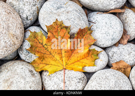 Yellow autumn maple leaf on stones. Fall season Stock Photo