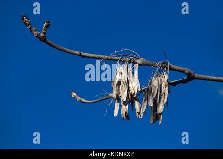 Autumn  "helicopter seeds" on blue sky background Stock Photo
