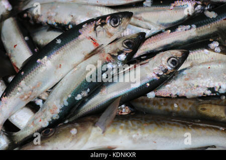 Symbolic picture of the fishing quote of the European commission: Herrings from the Baltic Sea. Stock Photo