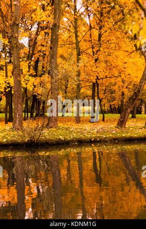 Maple trees in a park at the shore of pond by an autumn day with yellow, and red foliage and reflections in the water surface. Stock Photo