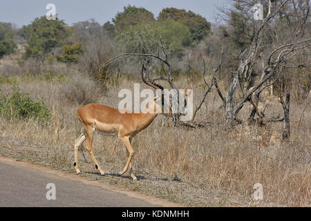 Male Impala at the side of the road in the Kruger National Park, South Africa Stock Photo