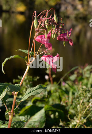 Himalayan Balsam an invasive species  on the River Tweed Stock Photo