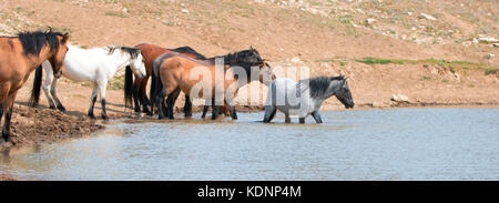 Young Blue Roan stallion wading in the waterhole with herd of wild horses in the Pryor Mountains Wild Horse Range in Montana United States Stock Photo