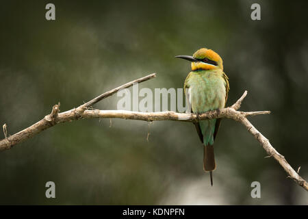 Rainbow Bee-eater. Photographed along the banks of the Brisbane River in Australia. Stock Photo
