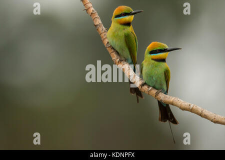 Rainbow Bee-eaters. Photographed along the banks of the Brisbane River in Australia. Stock Photo
