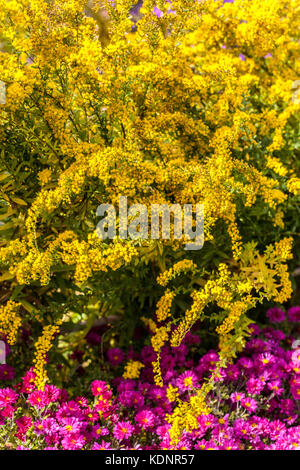 Goldenrod, Yellow Solidago virgaurea or Solidago canadensis, Purple Chrysanthemum herbstkuss october garden Stock Photo