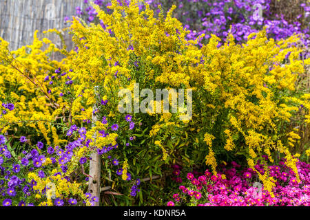 Goldenrod, Yellow Solidago virgaurea or Solidago canadensis, Purple Chrysanthemum herbstkuss ad blue Aster Goldenrod flowers Stock Photo