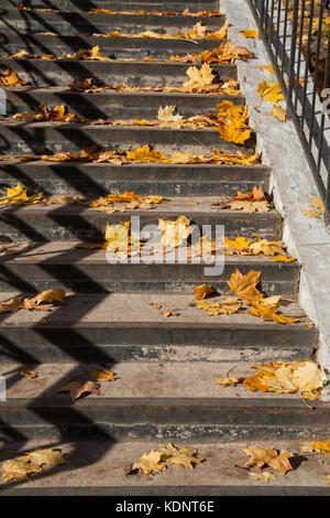 Yellow autumn maple leaves on the stairs Stock Photo