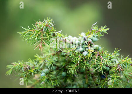 Young wild juniper berries and bush (Juniperus communis) growing wild in the Rothiemurchus Forest on the Rothiemurchus Estate, Aviemore, Scotland Stock Photo