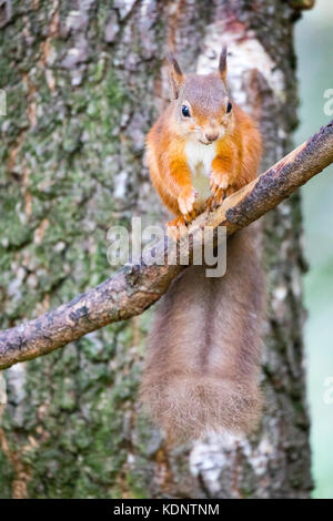 Red Squirrel (Sciurus vulgaris) native to the UK sat on a branch eating at the Rothiemurchus Forest on the Rothiemurchus Estate, Scotland, UK Stock Photo