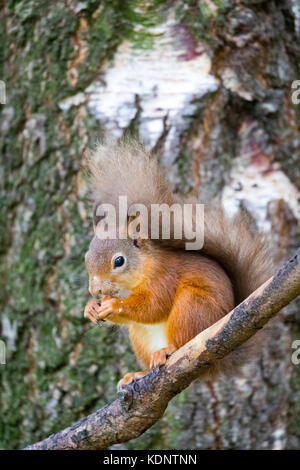 Red Squirrel (Sciurus vulgaris) native to the UK sat on a branch eating at the Rothiemurchus Forest on the Rothiemurchus Estate, Scotland, UK Stock Photo