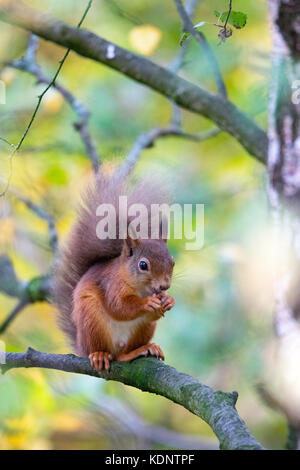 Red Squirrel (Sciurus vulgaris) native to the UK sat on a branch eating at the Rothiemurchus Forest on the Rothiemurchus Estate, Scotland, UK Stock Photo