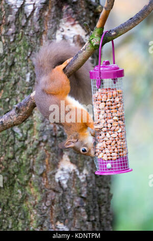 Red Squirrel (Sciurus vulgaris) native to the UK sat on a branch eating at the Rothiemurchus Forest on the Rothiemurchus Estate, Scotland, UK Stock Photo