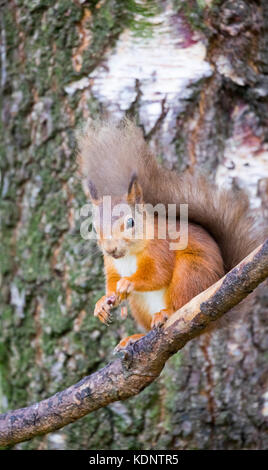 Red Squirrel (Sciurus vulgaris) native to the UK sat on a branch eating at the Rothiemurchus Forest on the Rothiemurchus Estate, Scotland, UK Stock Photo