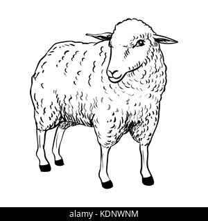 Hand drawing of Cartoon Sheep, Sketch design for coloring book.Vector Illustration. - Vector Illustration Stock Vector