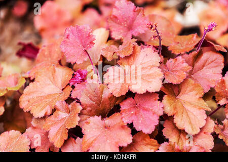 Heuchera ' Cherry Cola ' red leaves and flowers Stock Photo