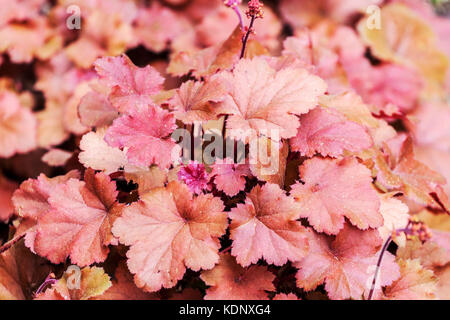 Coral Bells, Heuchera 'Cherry Cola' Foliage Heucheras, Leaves Stock Photo