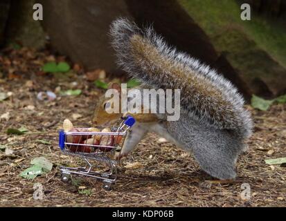Grey squirrel pushing shopping cart trolley full of nuts in park Stock Photo