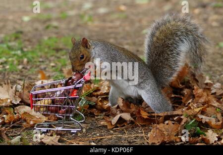 Grey squirrel pushing shopping cart trolley full of nuts in park Stock Photo