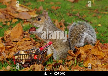 Grey squirrel pushing shopping cart trolley full of nuts in park Stock Photo