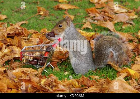 Grey squirrel pushing shopping cart trolley full of nuts in park Stock Photo