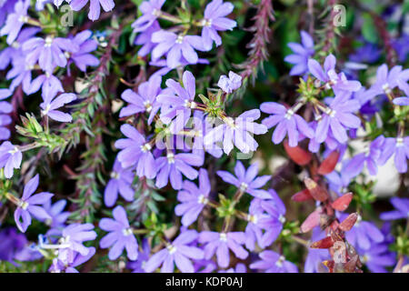 Floral background of small violet flowers Stock Photo