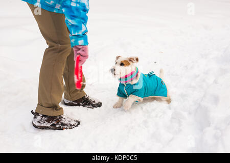 Jack Russell Terrier. Dog playing in winter park. Pet concept Stock Photo