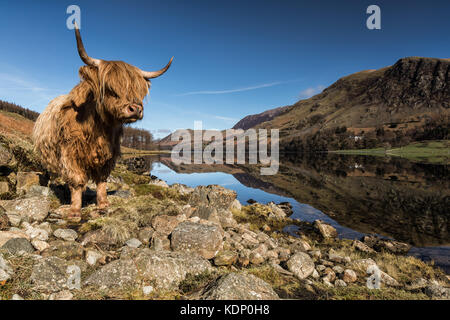 Highland Cattle at the lakeside at Buttermere Lake, The Lake District, Cumbria, England, UK Stock Photo