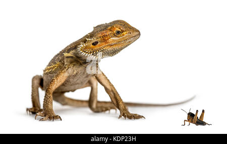 Bearded dragon and cricket, isolated on white Stock Photo