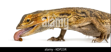 Close-up of bearded dragon eating larva, isolated on white Stock Photo