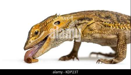 Close-up of bearded dragon eating larva, isolated on white Stock Photo