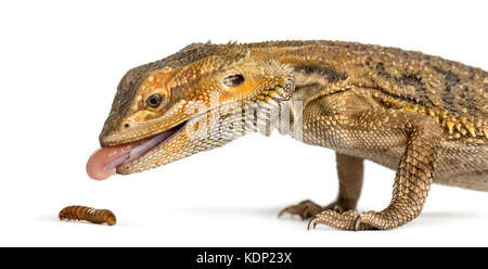 Close-up of bearded dragon eating larva, isolated on white Stock Photo